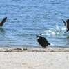Border collie Chip, of Geese Relief, chases down a flock of geese at Calf Pasture Beach in Norwalk, Conn. Thursday, May 5, 2022. The dogs from Geese Relief visit Calf Pasture Beach and Vets Park twice a day to keep the area free of geese.