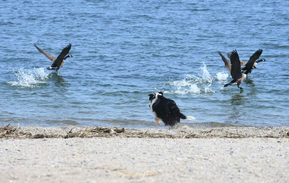 Border collie Chip, of Geese Relief, chases down a flock of geese at Calf Pasture Beach in Norwalk, Conn. Thursday, May 5, 2022. The dogs from Geese Relief visit Calf Pasture Beach and Vets Park twice a day to keep the area free of geese.