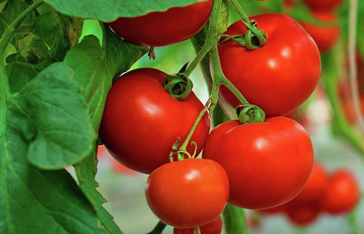 heirloom tomato plant