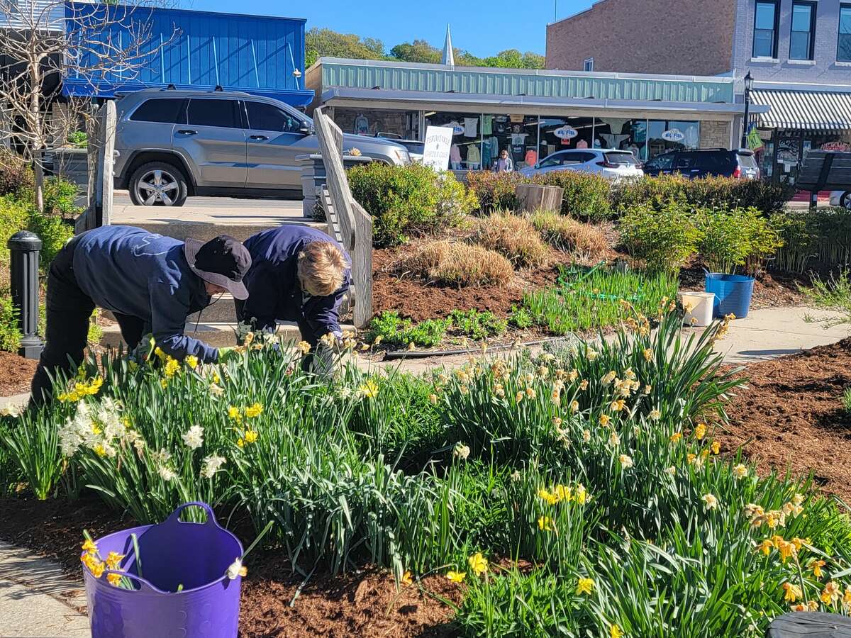 Clearing out dying daffodils is just one of the jobs done during the annual mulching of Rotary Park.