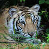 India the tiger now resides in a large naturally wooded habitat at the Black Beauty Ranch in Murchison, Texas. 