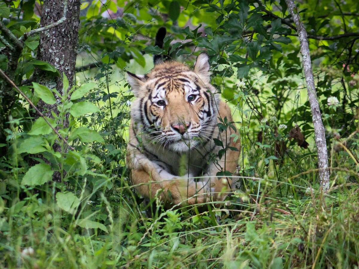 India the tiger explores his new home at the Black Beauty Ranch in Murchison, Texas. 
