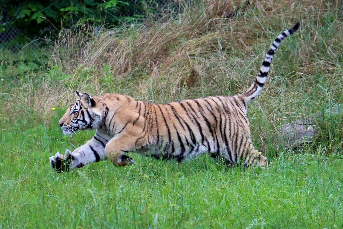 India the tiger sprints through his new home at the Black Beauty Ranch in Murchison, Texas. 