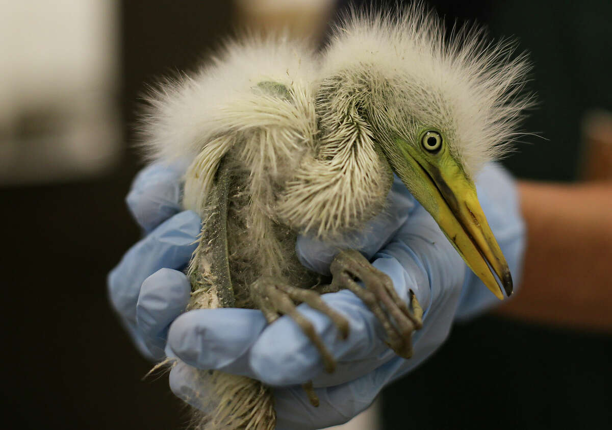 Ann Mulder, wildlife care manager at Houston SPCA Wildlife Center of Texas holds a rescued great white egret nestling at Houston SPCA on Tuesday, May 17, 2022 in Houston. Seventy-one migratory birds were rescued from a Cypress property after the Texas Game Warden of Harris County discovered a tree service company had disturbed their nest.