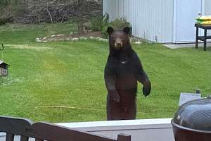 Bear spotted in Michigan resident's backyard