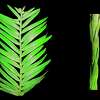 An image of two types of redwoods leaves: The peripheral (left), which collects sunlight and converts it to food, and the axial (right) which absorbs water, according to new research from UC Davis into the function of each type of leaf.