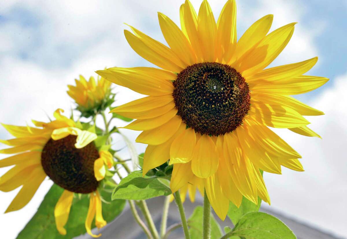 Sunflowers have become a symbol of Ukraine.