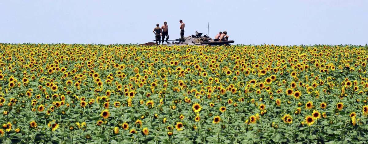 Ukrainian government soldiers sit on an armoured vehicle as they take up a position in a sunflower field in 2014.
