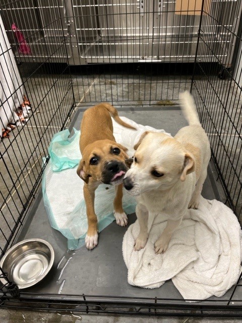 Fort Bend County Animal Services is waiving animal adoption fees for ...