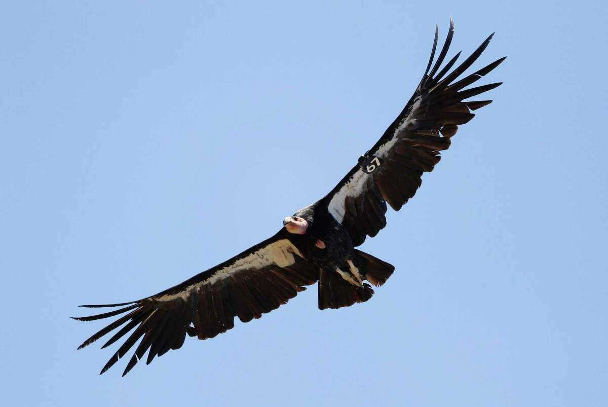 California condors have high levels of DDT-linked chemicals in their bodies, research indicates.