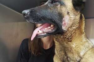'We said goodbye': Dog who saved owner from mountain lion dies