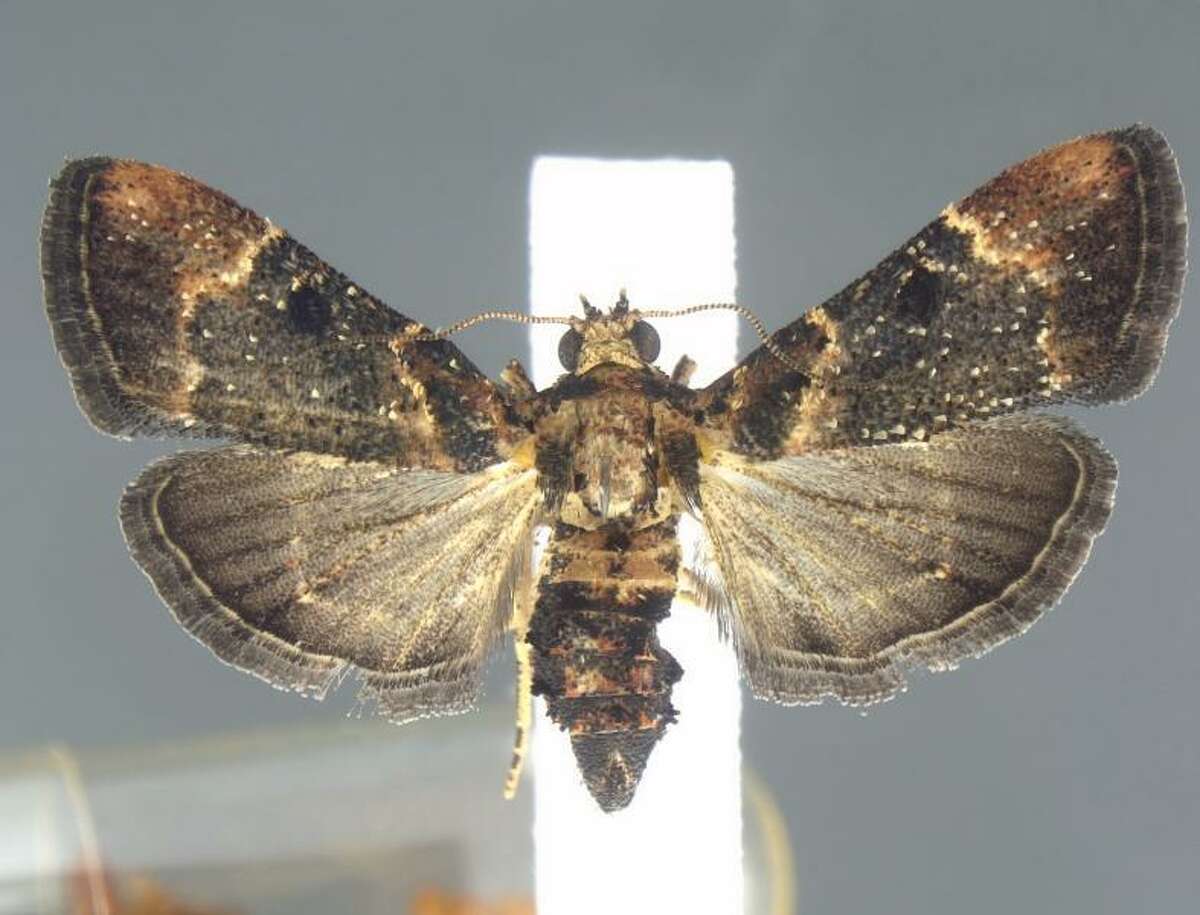One of the moths seized from a passenger at Detroit Metropolitan Airport