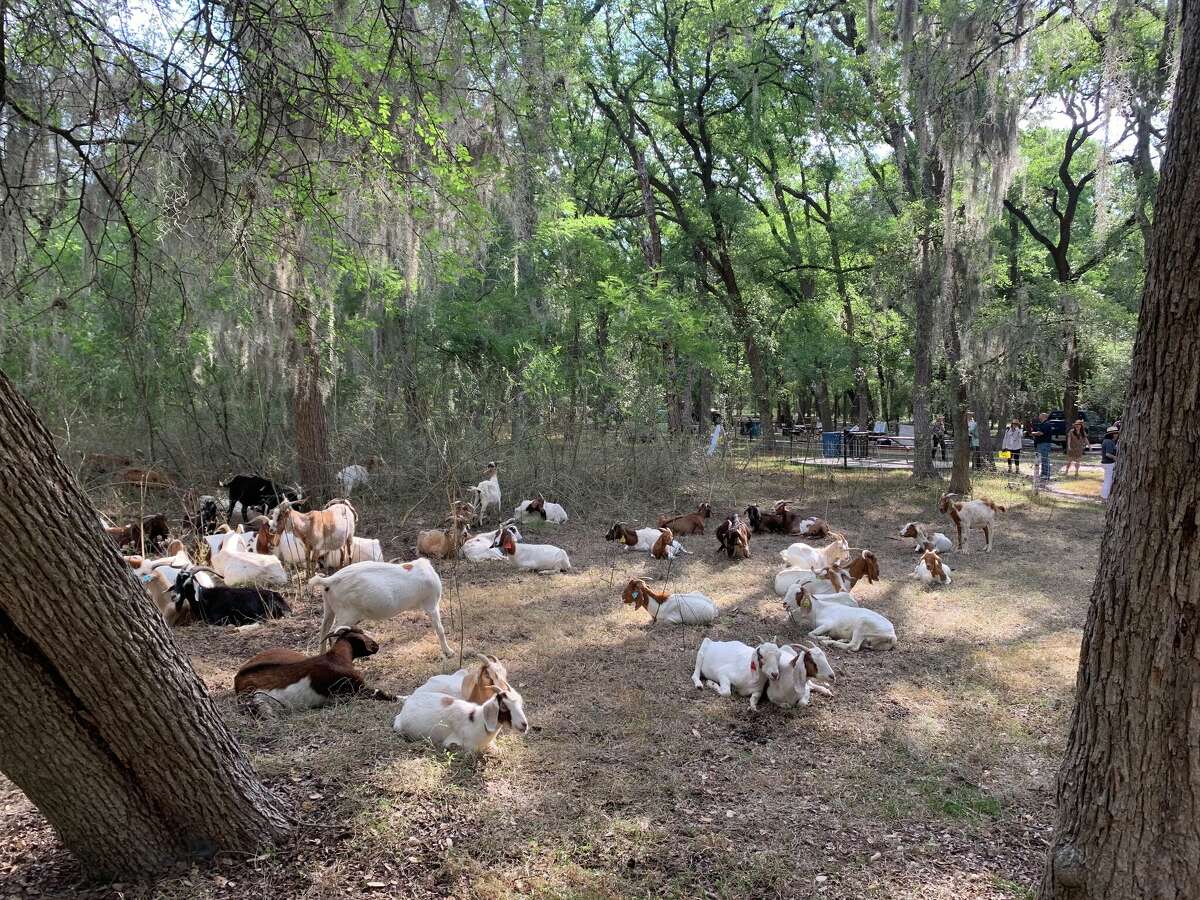 Goats in Brackenridge Park