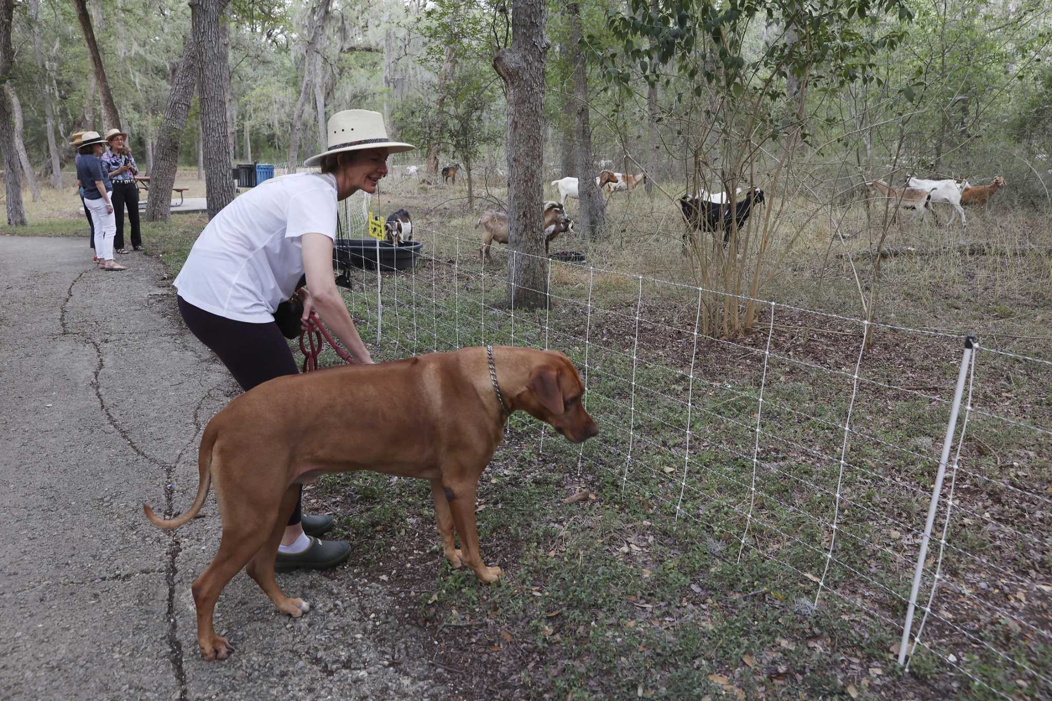 Goats eat overgrowth at Brackenridge to remove unwanted vegetation - Vimarsana News