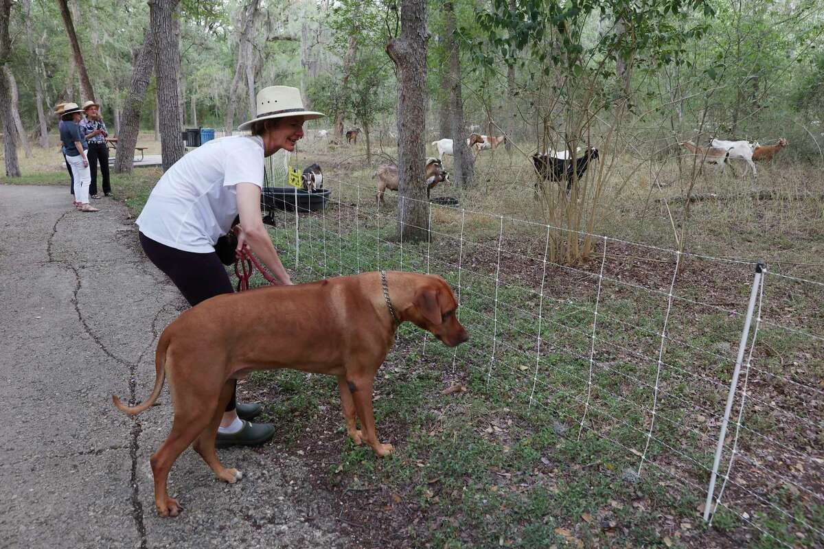 Elena Oseguera and her 5-year-old Rhodesian ridgeback, “Motsi,” check out goats at Brackenridge Park on Wednesday. The Brackenridge Park Conservancy and San Antonio Parks and Recreation got together to host 160 goats to eat overgrowth at the park. The goats are brought by Rent-A-Ruminant Texas out of Brownwood, Texas, and provide an eco-weed control. They are continuous grazers and will go through an acre in two to three days. The project will focus on a 7-acre plot around Brackenridge Park Wilderness Area to remove plants that have overtaken trails. The public is invited to see the goats. They are located off Brackenridge Drive just south of Tuleta Drive through the end of the month.