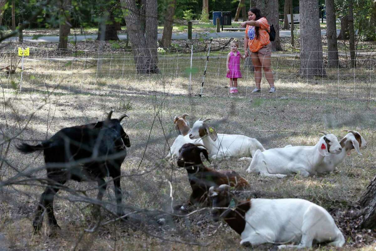 Miranda Flores and her 3-year-old daughter, Magnolia Koalenz, check out goats at Brackenridge Park on Wednesday. The Brackenridge Park Conservancy and San Antonio Parks and Recreation got together to host 160 goats to eat overgrowth at the park. The goats are brought by Rent-A-Ruminant Texas out of Brownwood, Texas, and provide an eco-weed control. They are continuous grazers and will go through an acre in two to three days. The project will focus on a 7-acre plot around Brackenridge Park Wilderness Area to remove plants that have overtaken trails. The public is invited to see the goats. They are located off Brackenridge Drive just south of Tuleta Drive through the end of the month.