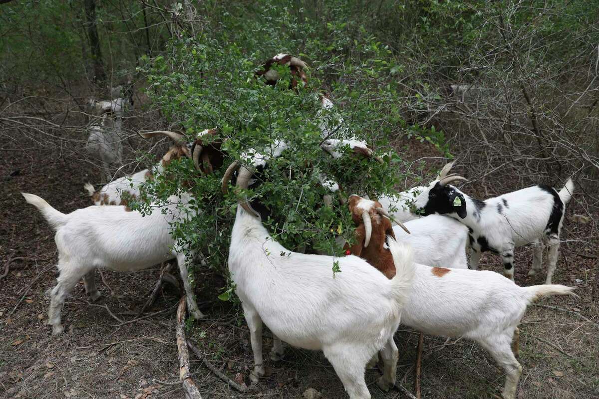 Goats graze at Brackenridge Park on Wednesday. The Brackenridge Park Conservancy and San Antonio Parks and Recreation got together to host 160 goats to eat overgrowth at the park. The goats are brought by Rent-A-Ruminant Texas out of Brownwood, Texas, and provide an eco-weed control. They are continuous grazers and will go through an acre in two to three days. The project will focus on a 7-acre plot around Brackenridge Park Wilderness Area to remove plants that have overtaken trails. The public is invited to see the goats. They are located off Brackenridge Drive just south of Tuleta Drive through the end of the month.