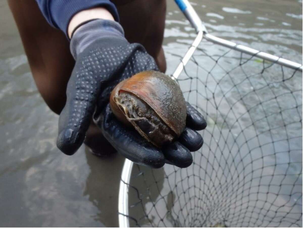 The giant invasive snails are on the rise again in the San Antonio River due to the weather warming up, according to the San Antonio River Authority.