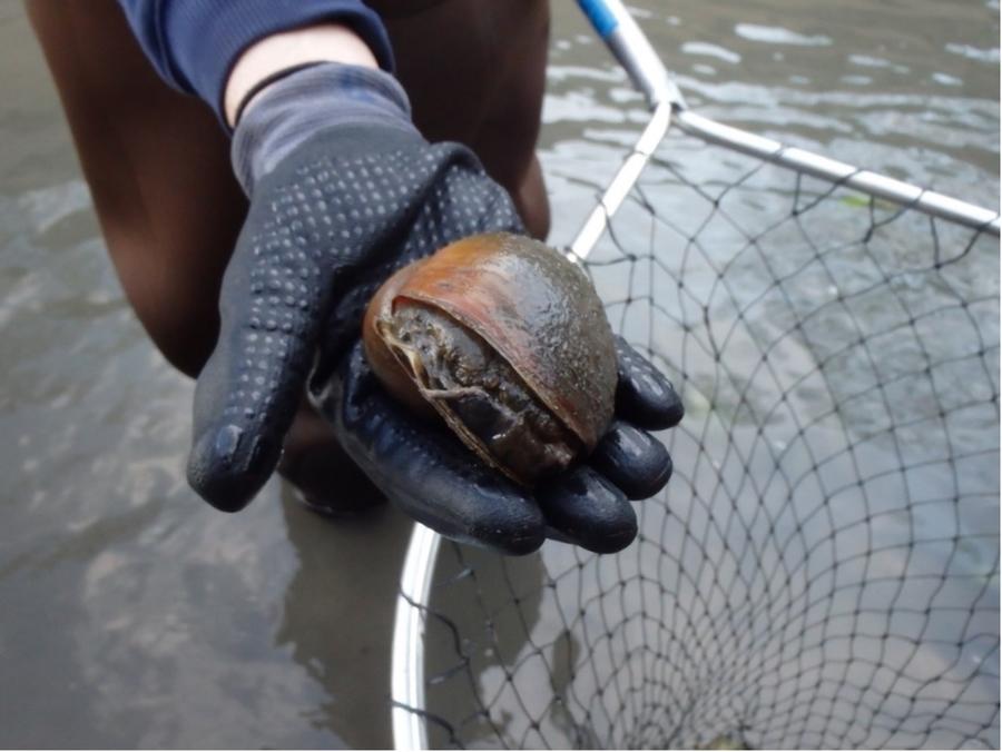 Over 2,000 giant invasive snails found in San Antonio river