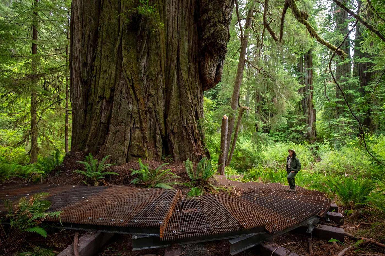 California redwood grove reopens this weekend after tourist damage - Vimarsana News