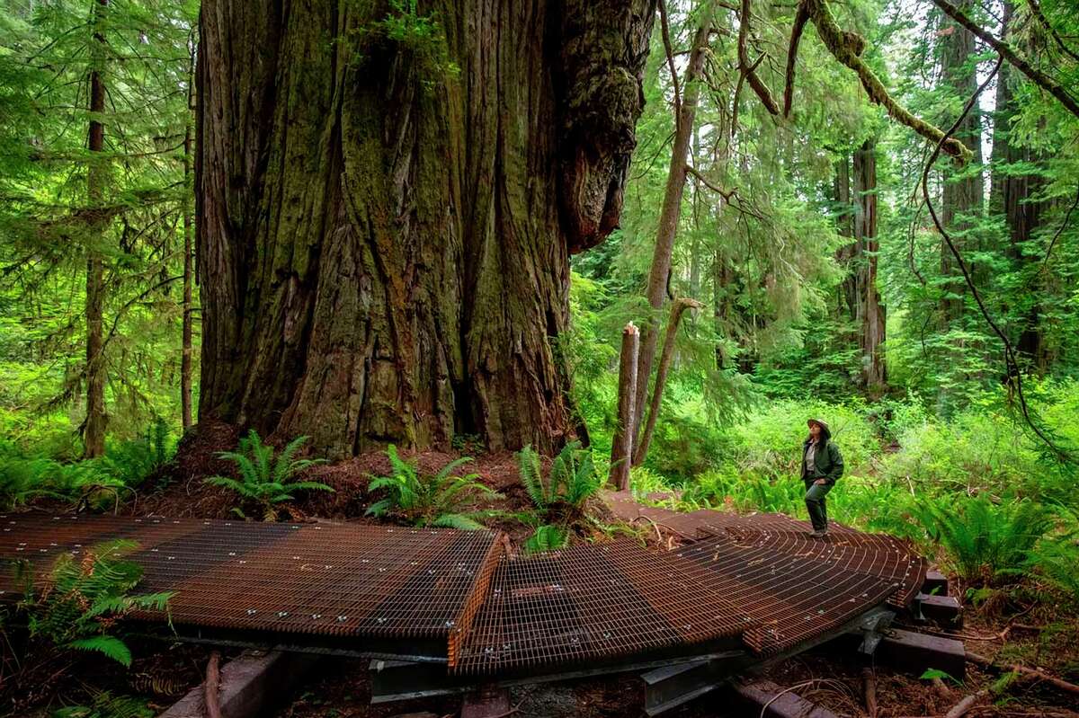 A boardwalk is in place at the Grove of Titans in Jedediah Smith Redwoods State Park in Crescent City.