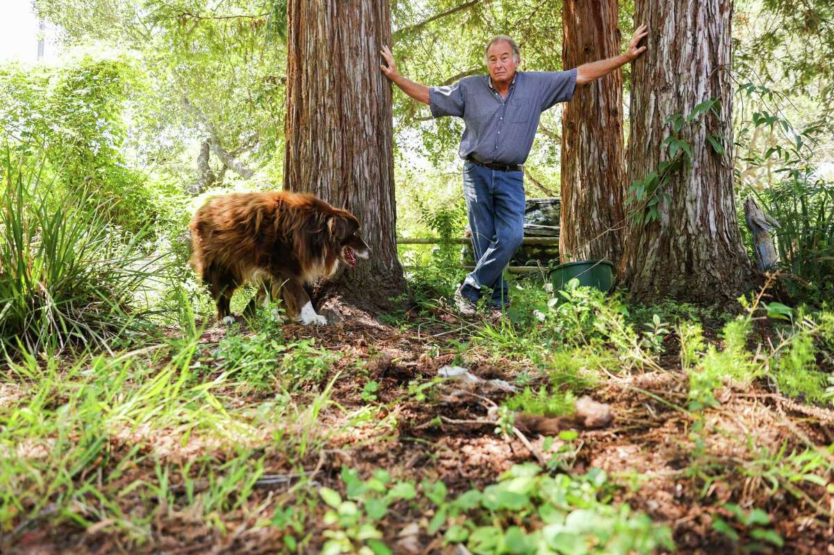 Longtime vintner Michael Michaud, shown with his 14-year-old dog, Bear, at his home in Woodside. has decided to plant black truffles on his vineyard in an effort to subsidize his wine business.
