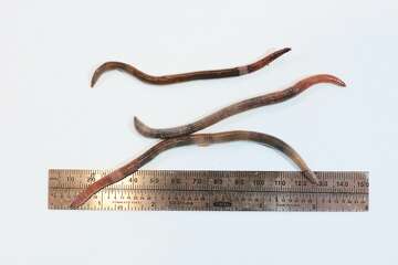 Invasive jumping worms have made their way into California, and ...