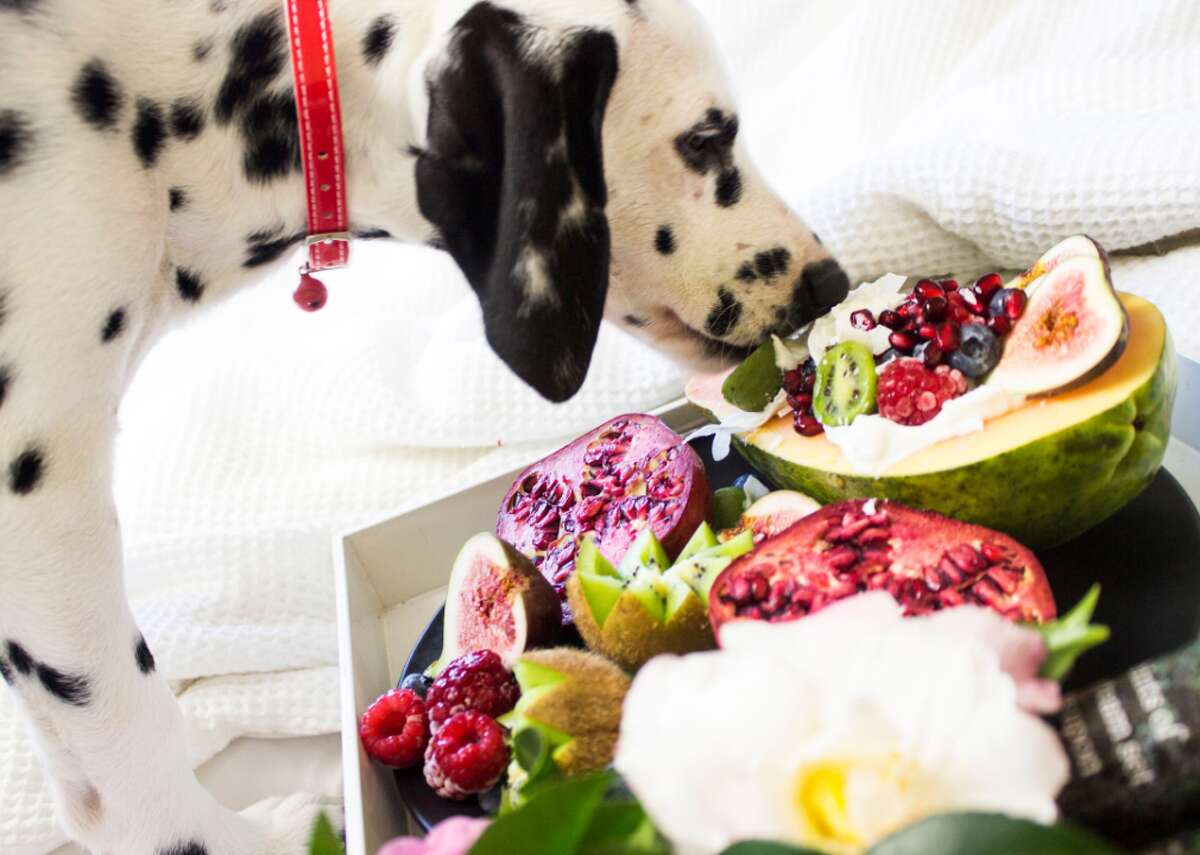 Myth: Homemade food is better than commercial food “There are no scientifically-supported benefits to homemade diets,” states a 2019 article from the American Kennel Club. Preparing homemade food for pets can lead to nutritional deficiencies or excesses. What is recommended instead is whole, ingredient-based, balanced diets. Commercial pet foods are made with this standard in mind, though it’s important to check labels to make sure it passes regulations by the Association of American Feed Control Officials. A few reasons some pet owners lean into homemade meals: picky eaters—yes, eating the same food day in, day out can bore pets as well—and food intolerance issues. Those wanting to go the at-home cooking route should keep a few things in mind. Not all recipes are created equal. Just because it’s online or in a book, it could fall short, or be unsafe for your pet. Check with your veterinarian or a board-certified veterinary nutritionist first before taking the homemade approach.