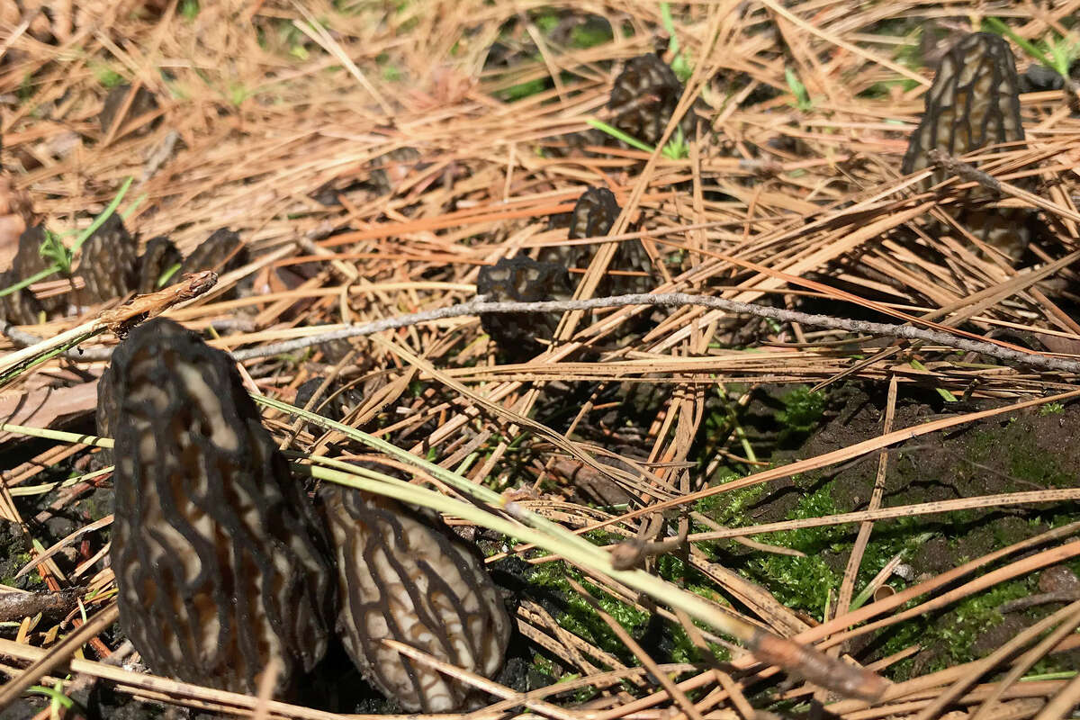 This spring, explosions of morels in the Eldorado National Forest and other burned areas of California are creating a new kind of gold rush.