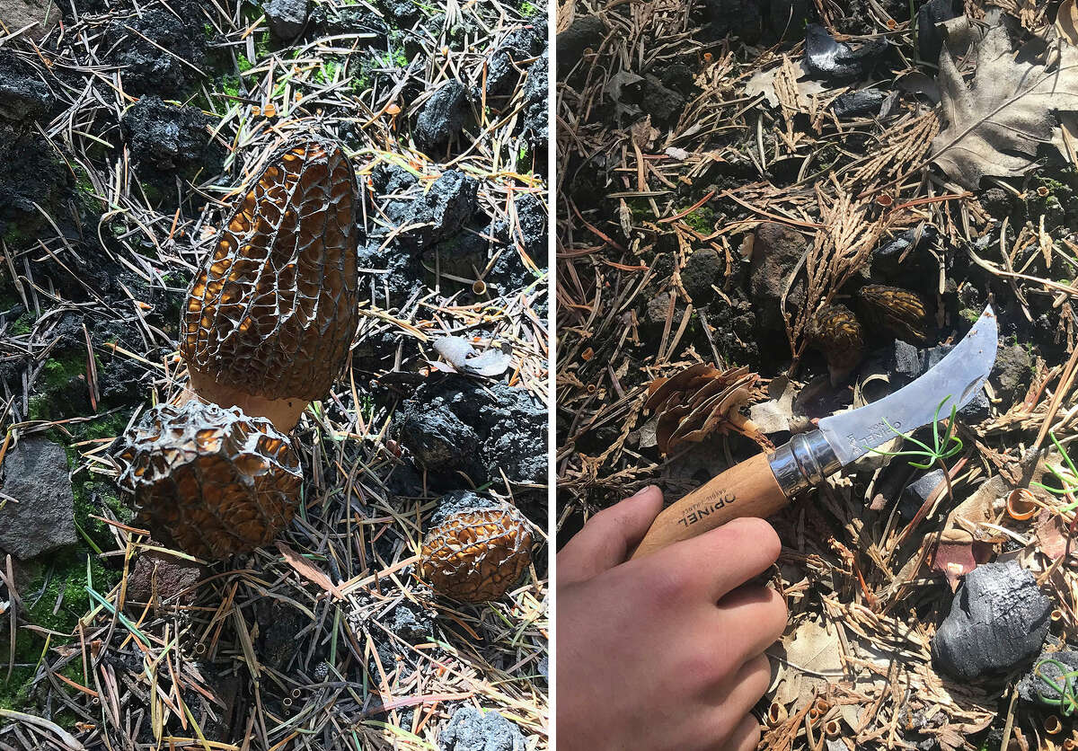 Tahoe wildfire burn scars a boon for morel mushroom foragers