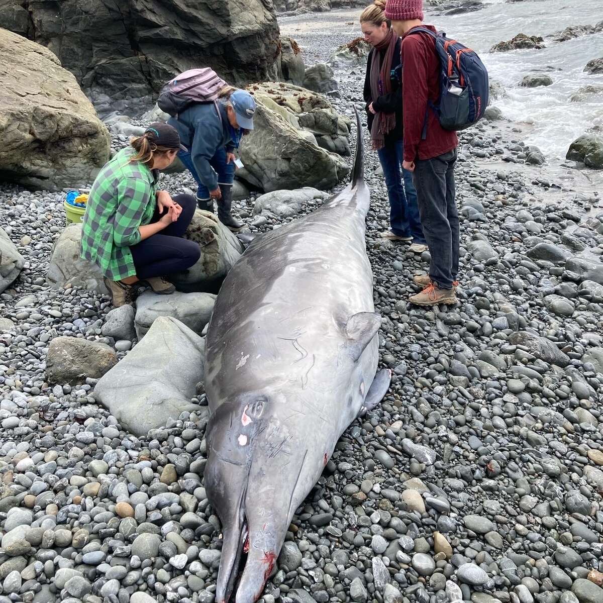 A team of scientists with the Noyo Center for Marine Science in Fort Brag performed a necropsy in collaboration with the Cal Academy of Sciences in San Francisco and the Marine Mammal Center in Sausalito.