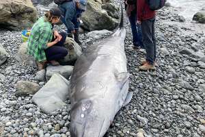 Mysterious whale species washes up on Northern California beach