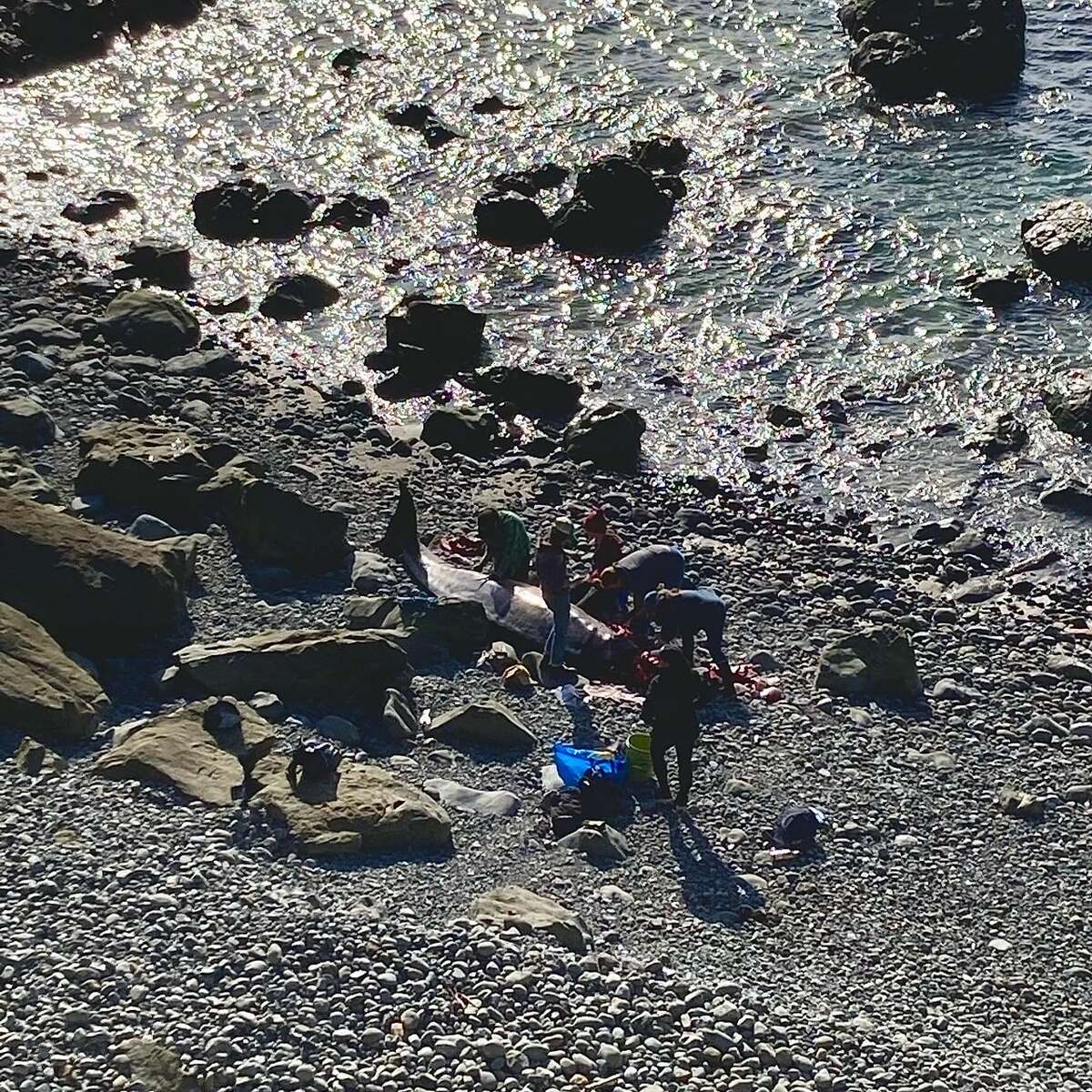 A rare beaked whale washed up at Mendocino County’s Jug Handle State Natural Reserve near Fort Bragg on May 15.