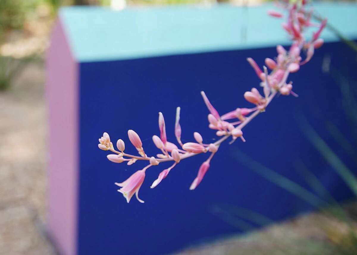 A red yucca blooms in front of a blue structure, painted the same colors as Casa Azul in Mexico City at the John Fairey Garden on Tuesday, May 17, 2022 in Hempstead.