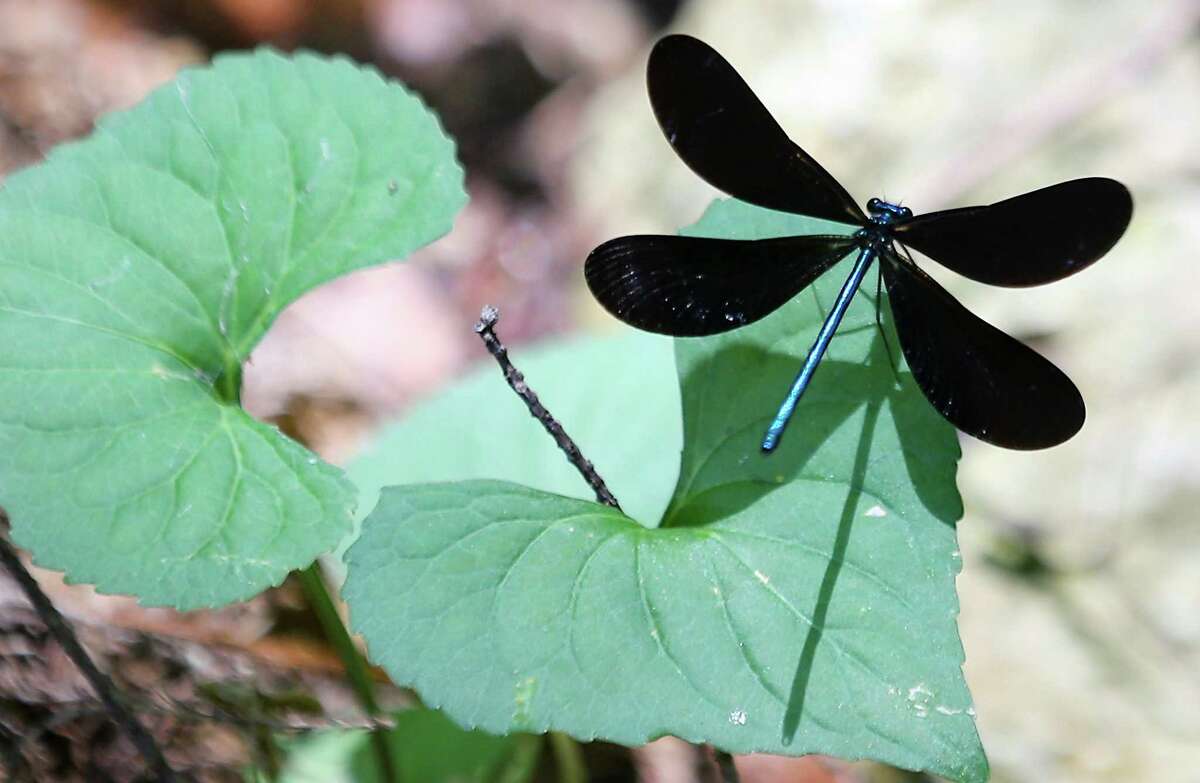 An ebony jewelwing dragonfly rests on a leaf at the John Fairey Garden on Tuesday, May 17, 2022 in Hempstead.