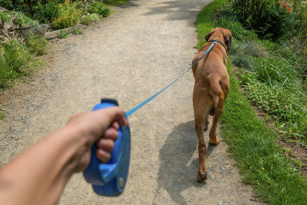 Here's why Manistee County is starting to see more dog bites, how to