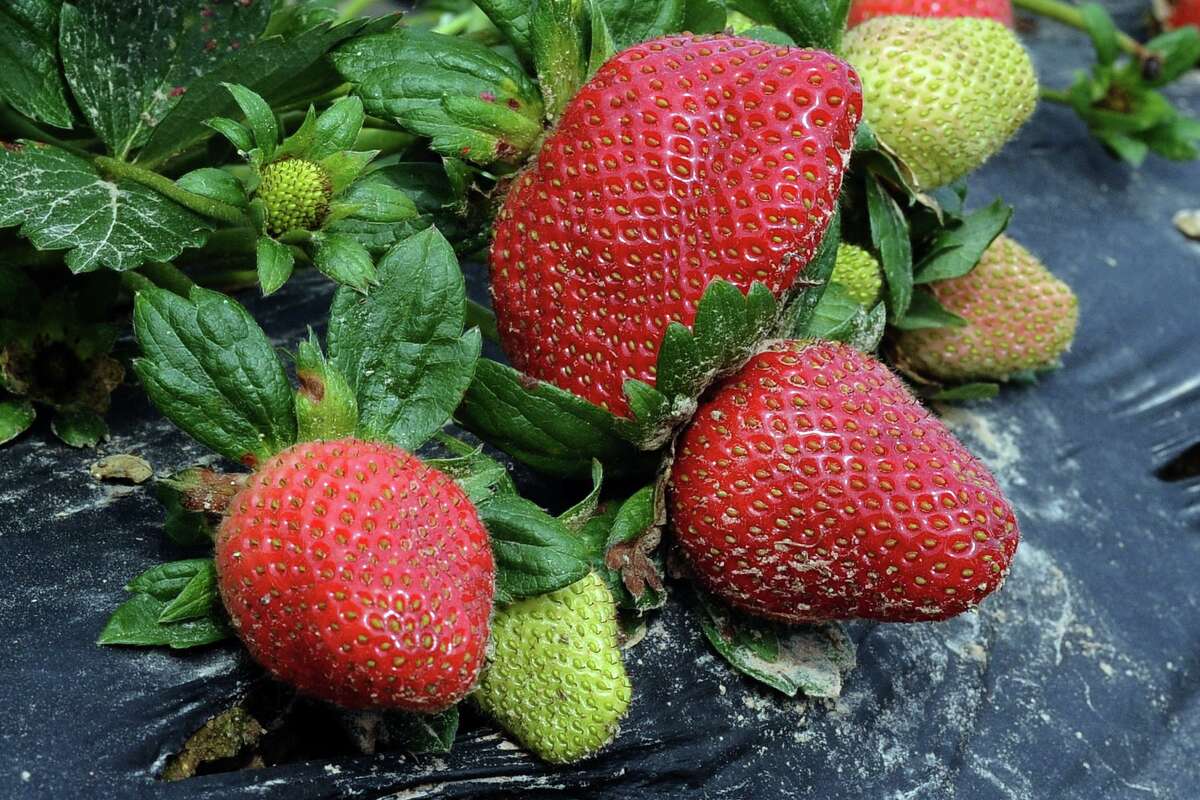 Galveston County Master Gardener Robert Marshall explores the history of strawberries in the Gulf Coast region and shares planting and care tips at a free event from 9-11 a.m. June 4 at the Galveston County AgriLife Extension Office in Carbide Park, 4102-B Main St. (FM 519), La Marque. Register at https://bityl.co/CHde.