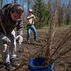 Spencer Grady, left, helps his dad, Jim Grady, plant river birch trees in a field on Monday, May 9, 2022, in Glenmont, N.Y. (Paul Buckowski/Times Union)