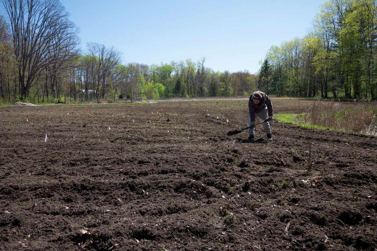 Spencer Grady digs a hole in a field as he helps his dad plant river birch trees on Monday, May 9, 2022, in Glenmont, N.Y. (Paul Buckowski/Times Union)