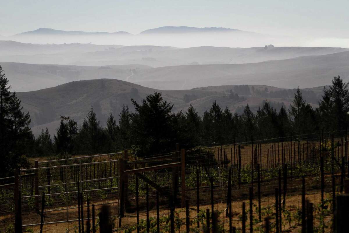 The ocean can be seen in the distance from a vineyard in Occidental.