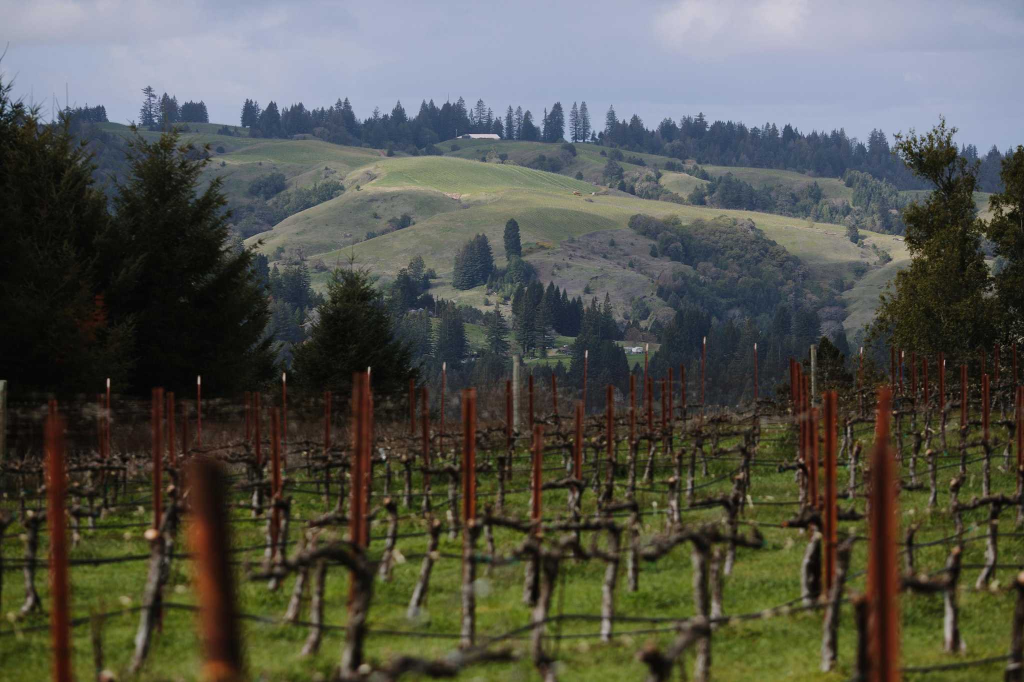 Inside the 11-year battle to turn the remote coastline of Sonoma into an official wine region - Vimarsana News