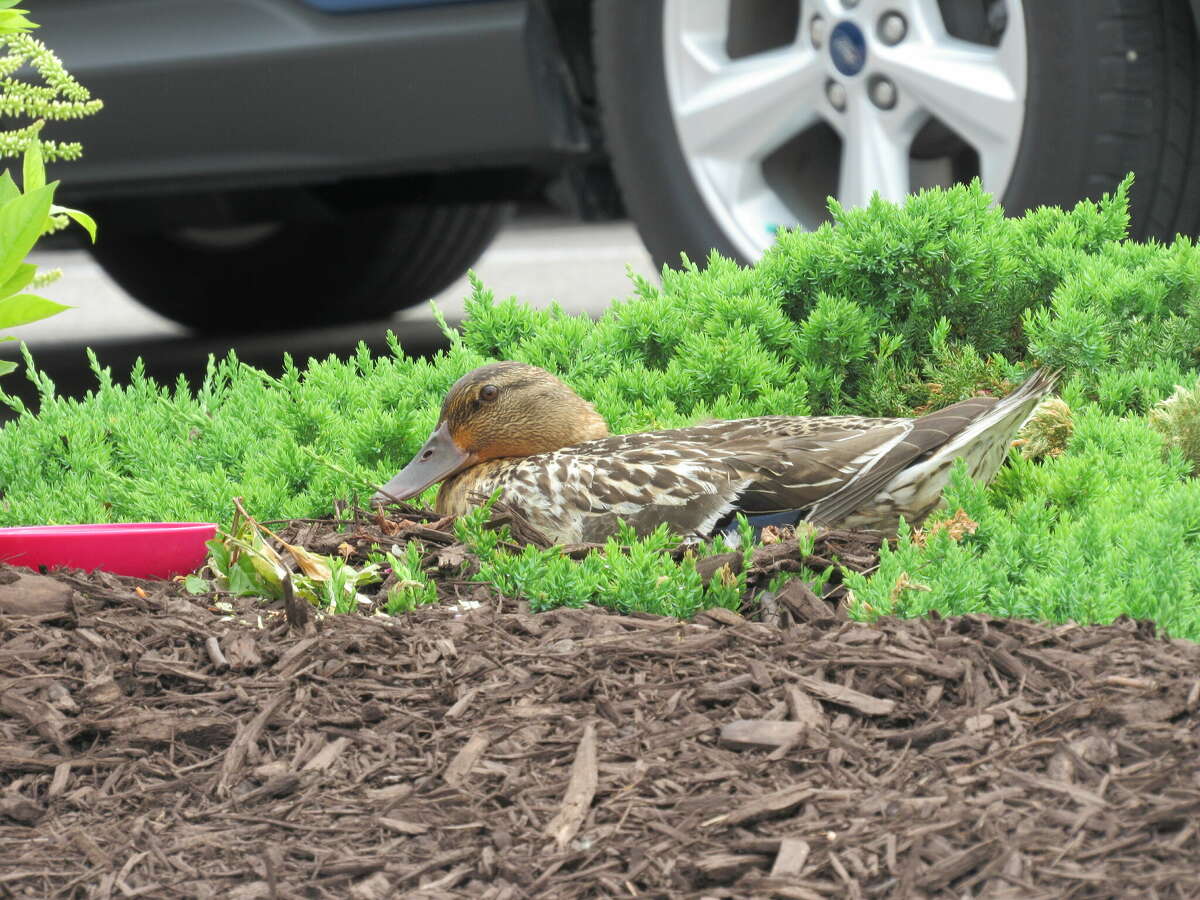 A mother duck and her nine eggs have taken up residence in the Edwardsville Dollar Tree parking lot. 