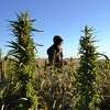 In this file photo, a woman stands in a hemp field at a farm in Springfield, Colo. On Thursday, the Ninth U.S. Circuit Court of Appeals in San Francisco said the 2018 Farm Bill repealed prohibitions on hemp products containing the cannabinoid Delta-8 THC.