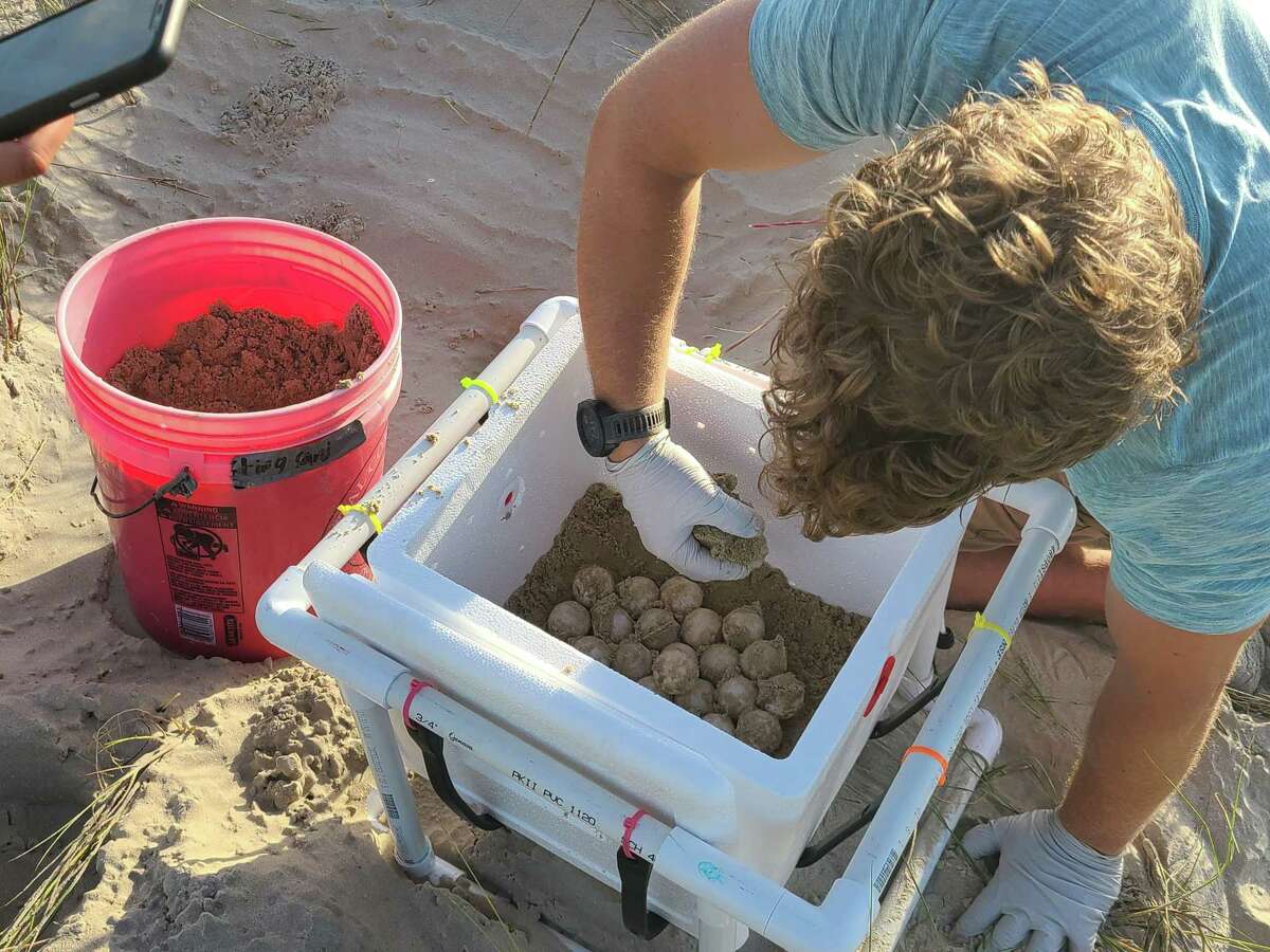 A routine walk inside Galveston Island State Park led to an exciting discovery Thursday morning. While surveying dunes along the beach, Sea Aggie Sea Turtle Patrol stumbled across a Kemp’s Ridley sea turtle next containing 107 eggs. The last time a nest was found in the park was 10 years ago in 2012.