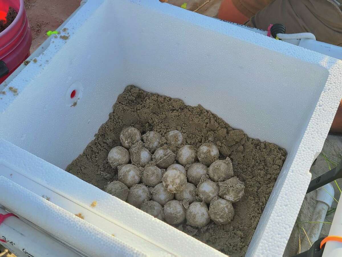The Sea Aggie Sea Turtle Patrol found a Kemp’s Ridley sea turtle next containing 107 eggs at Galveston Island State Park. The last time a nest was found in the park was 10 years ago in 2012.
