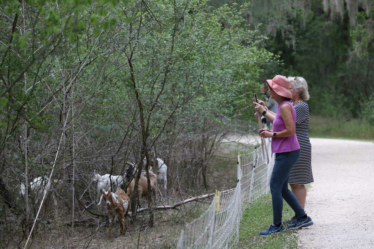A spokeswoman for the Brackenridge Park Conservancy said the 160 goats clearing excess brush are doing fine after a portable transformer that powered low-voltage electrified fencing to protect them was stolen Wednesday. A police report was filed and the electrical equipment was replaced.