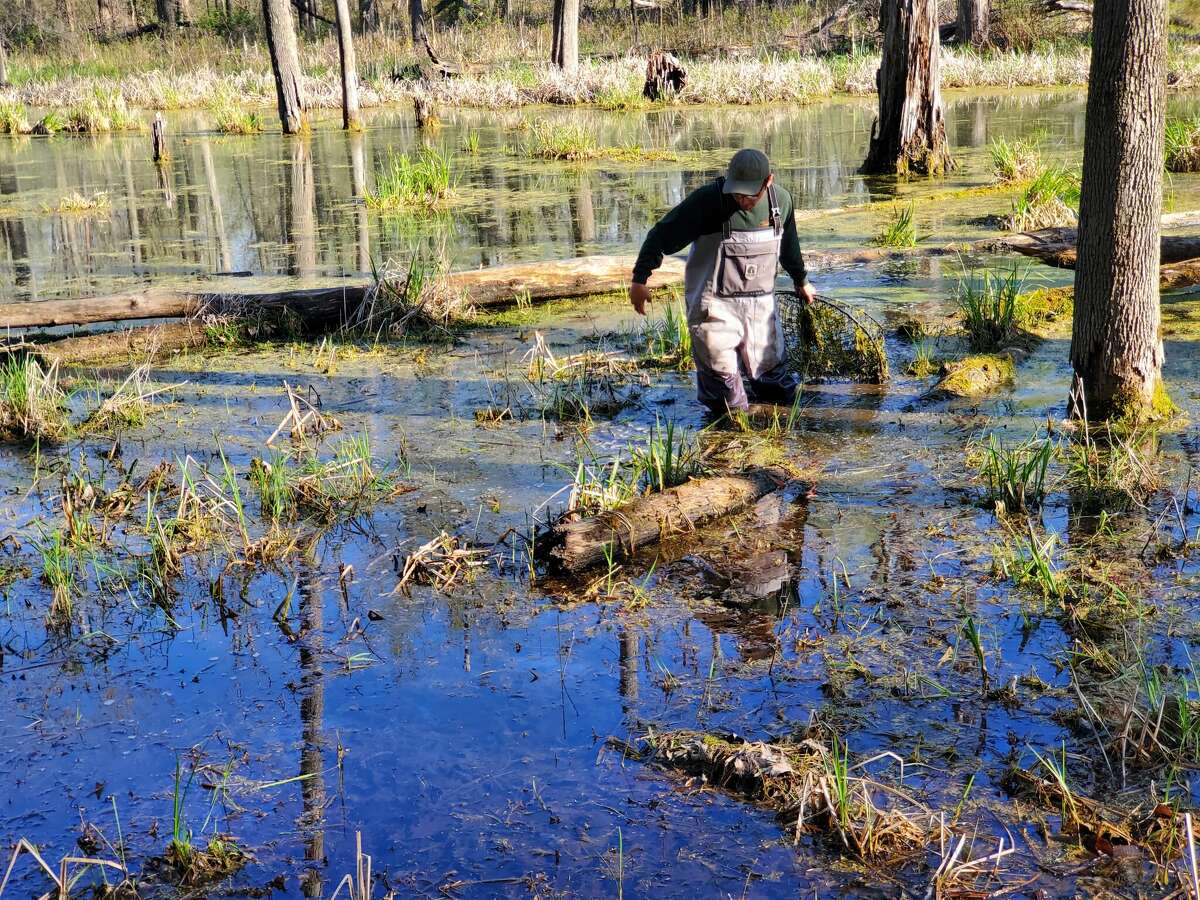 Natural resource technician Logan Yonkus pulls a turtle trap out of a marsh on May 13, 2022 at the Chippewa Nature Center.