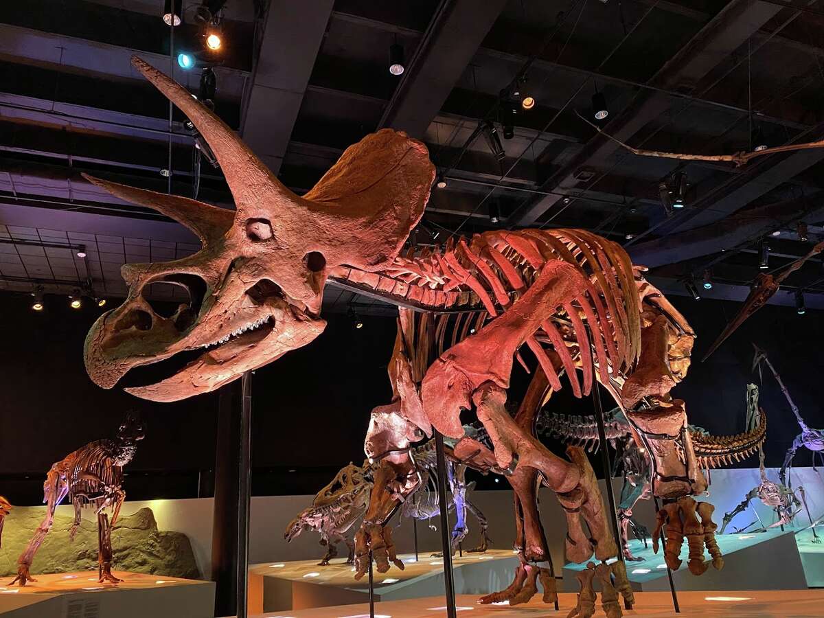 The Morian Hall of Paleontology at the Houston Museum of Natural Science. 