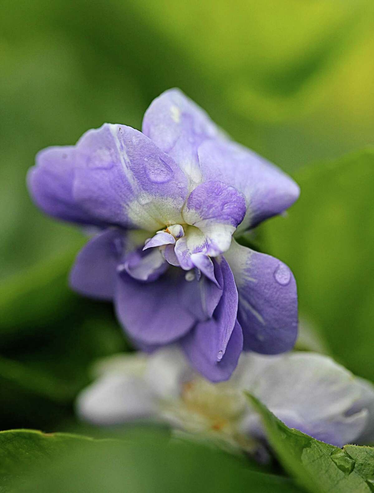 For something low to the ground, seek out Sweet Violet ‘Duchesse de Parme,’ among the most richly scented Viola odorata varieties.