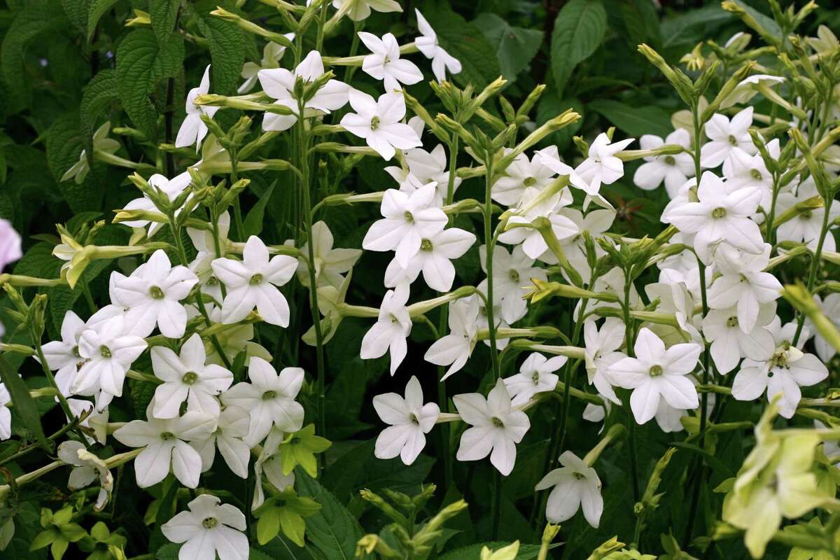 The flowering tobacco nicotiana alata ‘grandiflora’ is a good choice for shade and exudes a heavenly scent in early evening.
